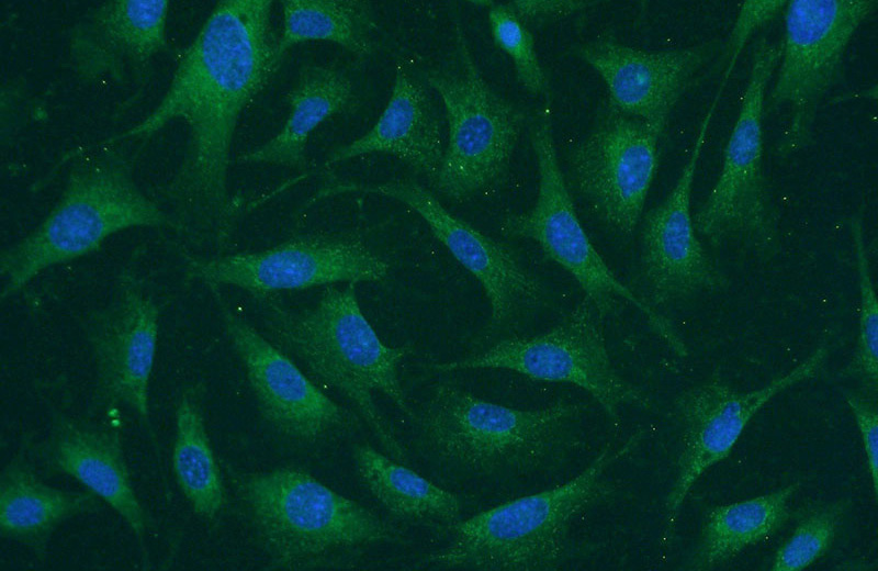 Immunofluorescent analysis of NIH/3T3 cells using Catalog No:108058(ANGPTL4 Antibody) at dilution of 1:50 and Alexa Fluor 488-congugated AffiniPure Goat Anti-Rabbit IgG(H+L)