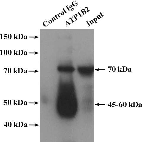 IP Result of anti-ATP1B2 (IP:Catalog No:108345, 4ug; Detection:Catalog No:108345 1:1000) with mouse skeletal muscle tissue lysate 4000ug.