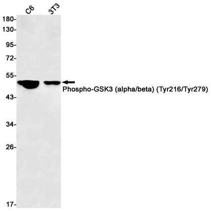 Western blot detection of Phospho-GSK3 (alpha/beta) (Tyr216/Tyr279) in C6,3T3 cell lysates using Phospho-GSK3 (alpha/beta) (Tyr216/Tyr279) Rabbit pAb(1:1000 diluted).Predicted band size:51,47kDa.Observed band size:47-51kDa.