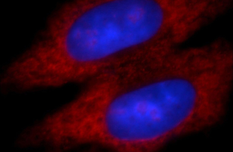 Immunofluorescent analysis of HepG2 cells, using AOX1 antibody Catalog No:107957 at 1:25 dilution and Rhodamine-labeled goat anti-rabbit IgG (red). Blue pseudocolor = DAPI (fluorescent DNA dye).