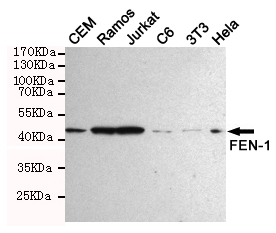 Western blot detection of FEN-1 in Hela,Jurkat,3T3,C6,CEM and Ramos cell lysates using FEN-1 mouse mAb (1:1000 diluted).Predicted band size:45KDa.Observed band size:45KDa.