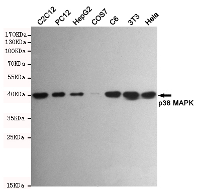 Western blot analysis of extracts from C2C12,PC12,HepG2,COS7,C6,3T3 and Hela cell lysates using p38 MAPK mouse mAb (1:500 diluted).Predicted band size:40KDa.Observed band size:40KDa.