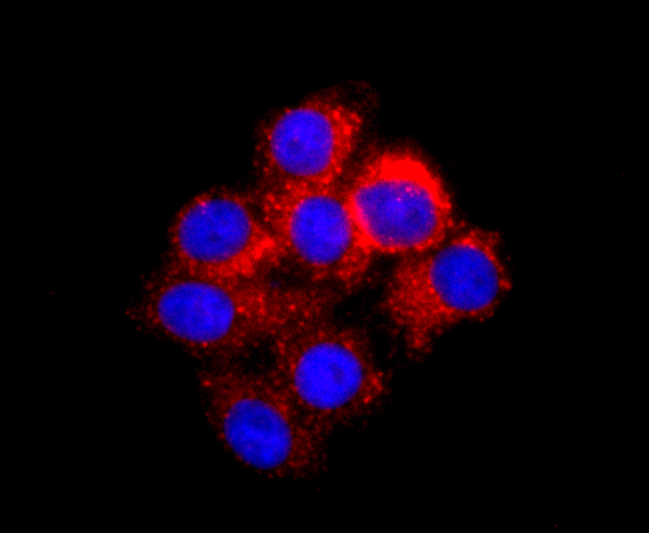 Fig4: ICC staining IL7 in HepG2 cells (red). The nuclear counter stain is DAPI (blue). Cells were fixed in paraformaldehyde, permeabilised with 0.25% Triton X100/PBS.