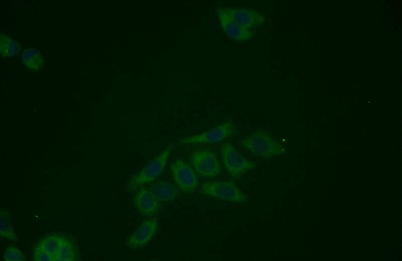 Immunofluorescent analysis of PC-3 cells using Catalog No:108289(ATG12 Antibody) at dilution of 1:25 and Alexa Fluor 488-congugated AffiniPure Goat Anti-Rabbit IgG(H+L)