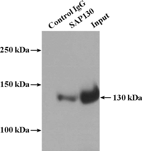 IP Result of anti-SAP130 (IP:Catalog No:115059, 4ug; Detection:Catalog No:115059 1:600) with HepG2 cells lysate 1000ug.