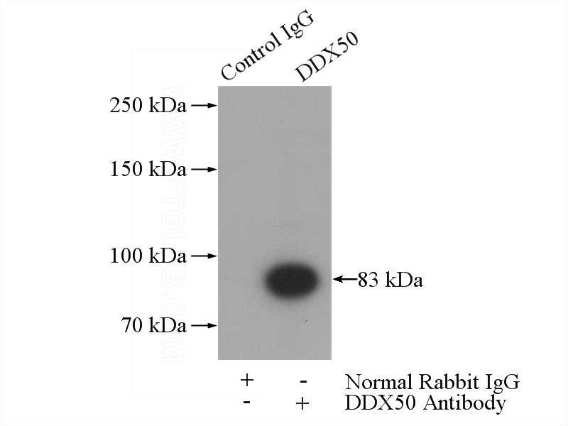 IP Result of anti-DDX50 (IP:Catalog No:109836, 4ug; Detection:Catalog No:109836 1:800) with HeLa cells lysate 1200ug.