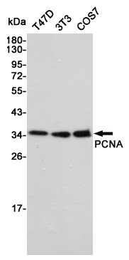 Western blot detection of PCNA in T47D,3T3 and COS7 cell lysates using PCNA mouse mAb (1:1000 diluted).Predicted band size:36KDa.Observed band size:36KDa.