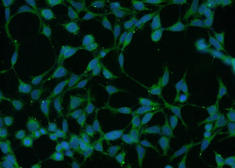 Immunofluorescent analysis of HEK-293 cells using Catalog No:116472(UBAC2 Antibody) at dilution of 1:50 and Alexa Fluor 488-congugated AffiniPure Goat Anti-Rabbit IgG(H+L)