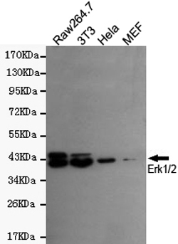Western blot detection of ERK1/ERK2 in Hela,3T3 and Raw264.7 cell lysates using ERK1/ERK2 mouse mAb (1:300 diluted).Predicted band size:42/44KDa.Observed band size:42/44KDa.