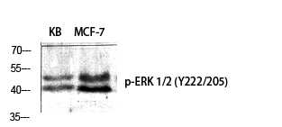 Western Blot analysis of various cells using Phospho-ERK 1/2 (Y222/205) Polyclonal Antibody