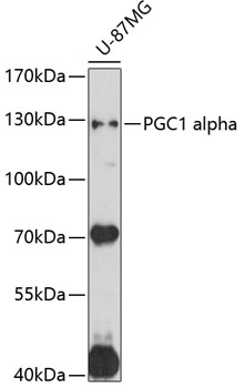 Western blot - PGC1 alpha Polyclonal Antibody 