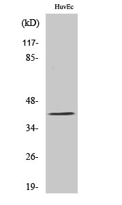 Fig1:; Western Blot analysis of various cells using PRDM12 Polyclonal Antibody cells nucleus extracted by Minute TM Cytoplasmic and Nuclear Fractionation kit (SC-003,Inventbiotech,MN,USA).