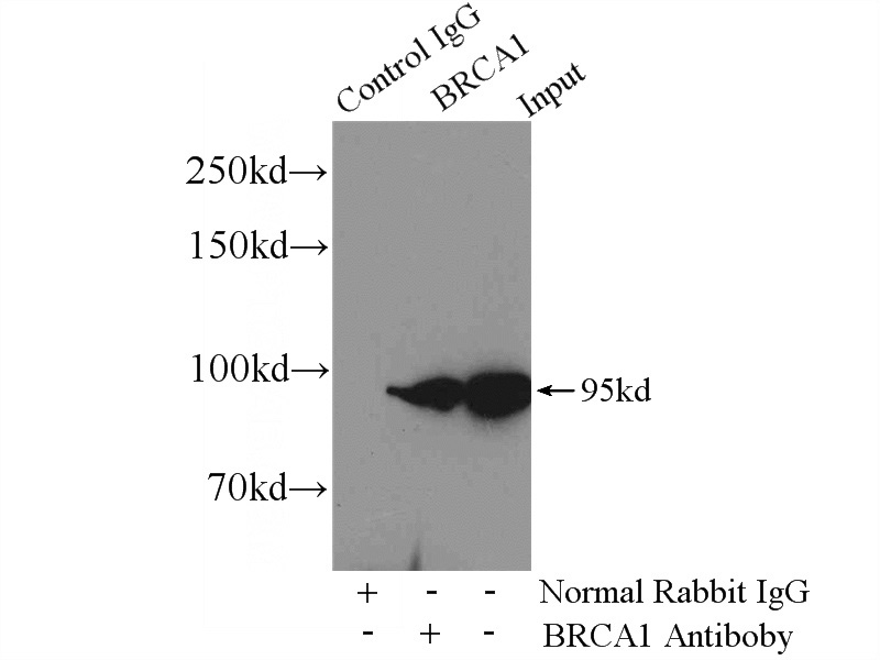 IP Result of anti-BRCA1 (IP:Catalog No:117224, 4ug; Detection:Catalog No:117224 1:500) with mouse testis tissue lysate 4800ug.