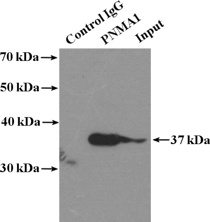 IP Result of anti-PNMA1 (IP:Catalog No:113976, 4ug; Detection:Catalog No:113976 1:500) with mouse testis tissue lysate 4000ug.