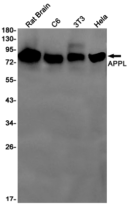 Western blot detection of APPL in Rat Brain,C6,3T3,Hela cell lysates using APPL Rabbit pAb(1:1000 diluted).Predicted band size:80kDa.Observed band size:80kDa.
