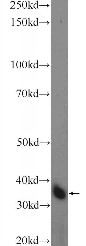 mouse lung tissue were subjected to SDS PAGE followed by western blot with Catalog No:108749(CA4 Antibody) at dilution of 1:300