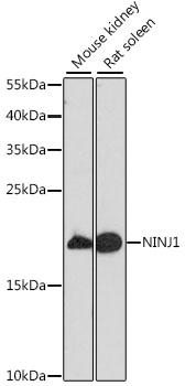 Western blot - NINJ1 Polyclonal Antibody 