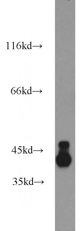 mouse brain tissue were subjected to SDS PAGE followed by western blot with Catalog No:110021(DRG2 antibody) at dilution of 1:2500