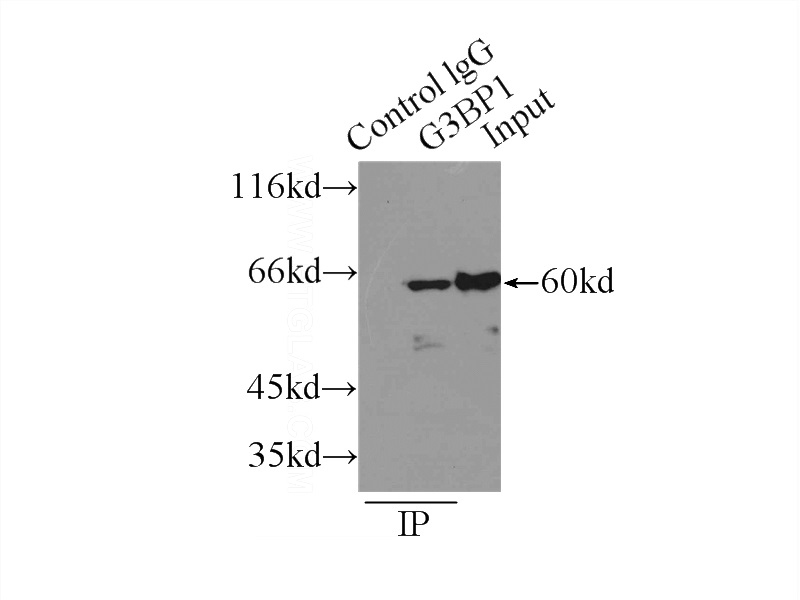 IP Result of anti-G3BP1 (IP:Catalog No:110763, 3ug; Detection:Catalog No:110763 1:1000) with HEK-293 cells lysate 2000ug.
