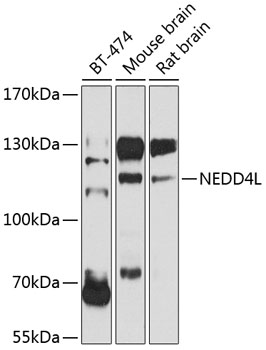 Western blot - NEDD4L Polyclonal Antibody 