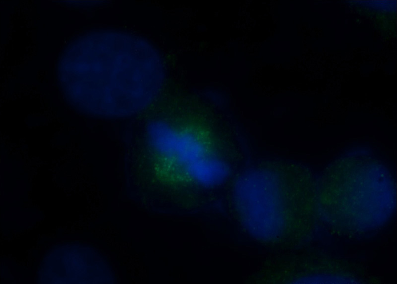 Immunofluorescent analysis of (-20oc Ethanol) fixed HepG2 cells using Catalog No:111261(C4orf15 Antibody) at dilution of 1:50 and Alexa Fluor 488-congugated AffiniPure Goat Anti-Rabbit IgG(H+L)