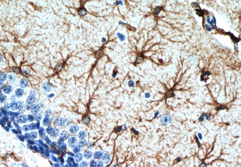 Immunohistochemistry of paraffin-embedded mouse brain slide using Catalog No:110944(GFAP Antibody) at dilution of 1:50