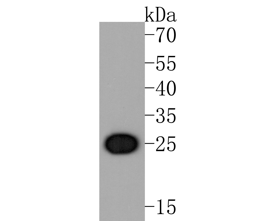 Fig1:; Western blot analysis of CLIC2 on K562 cell lysates. Proteins were transferred to a PVDF membrane and blocked with 5% NFDM/TBST for 1 hour at room temperature. The primary antibody ( 1/500) was used in 5% NFDM/TBST at room temperature for 2 hours. Goat Anti-Mouse IgG - HRP Secondary Antibody (HA1006) at 1:20,000 dilution was used for 1 hour at room temperature.