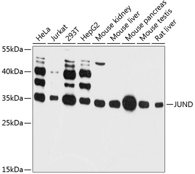 Western blot - JUND Polyclonal Antibody 