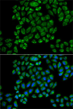 Immunofluorescence - GRIA3 Polyclonal Antibody 