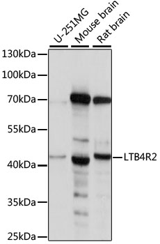 Western blot - LTB4R2 Polyclonal Antibody 
