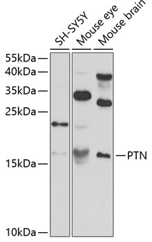 Western blot - PTN Polyclonal Antibody 