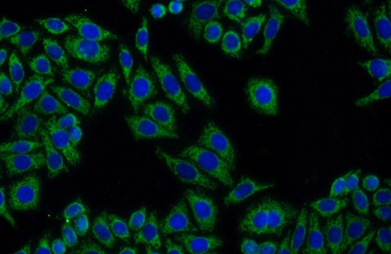 Immunofluorescent analysis of HepG2 cells using Catalog No:110997(GNB3 Antibody) at dilution of 1:50 and Alexa Fluor 488-congugated AffiniPure Goat Anti-Rabbit IgG(H+L)