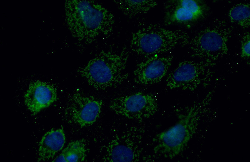 Immunofluorescent analysis of (10% Formaldehyde) fixed A431 cells using Catalog No:112820(MRPL27 Antibody) at dilution of 1:50 and Alexa Fluor 488-congugated AffiniPure Goat Anti-Rabbit IgG(H+L)