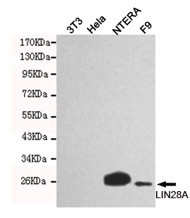 Western blot detection of LIN28 in NTERA and F9 cell lysates using LIN28A mouse mAb (1:1000 diluted).Predicted band size:26KDa.Observed band size:26KDa.