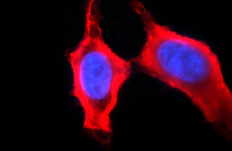 Immunofluorescent analysis of HepG2 cells using Catalog No:107424(MGEA5 Antibody) at dilution of 1:50 and Rhodamine-Goat anti-Mouse IgG