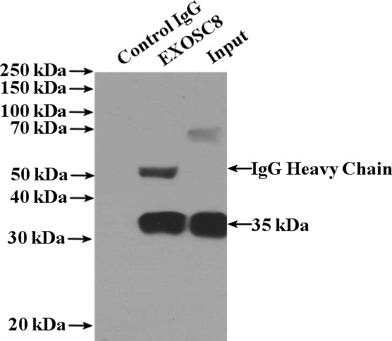 IP Result of anti-EXOSC8 (IP:Catalog No:110414, 4ug; Detection:Catalog No:110414 1:500) with HEK-293 cells lysate 1560ug.