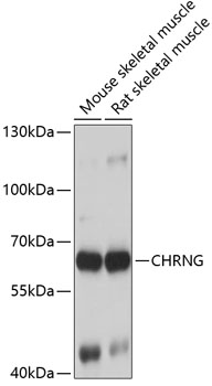 Western blot - CHRNG Polyclonal Antibody 