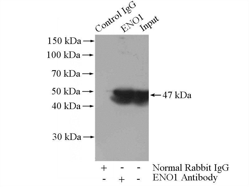 IP Result of anti-ENO1 (IP:Catalog No:110252, 4ug; Detection:Catalog No:110252 1:500) with mouse brain tissue lysate 4000ug.