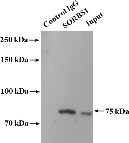 IP Result of anti-SORBS1 (IP:Catalog No:115501, 4ug; Detection:Catalog No:115501 1:800) with mouse liver tissue lysate 4800ug.