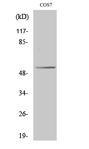 Western Blot analysis of COS7 cells using p53 Polyclonal Antibody