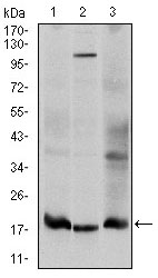 Western blot analysis using UBE2I mouse mAb against Hela (1), HepG2 (2), and Cos7 (3) cell lysate.