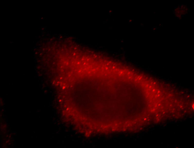 Immunofluorescent analysis of HepG2 cells, using LAYN antibody Catalog No:112159 at 1:25 dilution and Rhodamine-labeled goat anti-rabbit IgG (red).