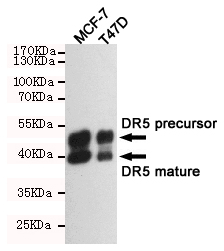 Western blot detection of DR5 in MCF-7 and T47D cell lysates using DR5 mouse mAb (1:2000 diluted).Predicted band size:40/48KDa.Observed band size:40/48KDa.