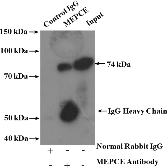 IP Result of anti-MEPCE (IP:Catalog No:112656, 4ug; Detection:Catalog No:112656 1:400) with MCF-7 cells lysate 3200ug.