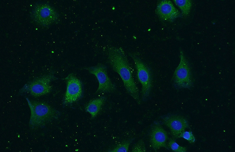 Immunofluorescent analysis of (-20oc Ethanol) fixed SH-SY5Y cells using Catalog No:112699(MMP19 Antibody) at dilution of 1:50 and Alexa Fluor 488-congugated AffiniPure Goat Anti-Rabbit IgG(H+L)