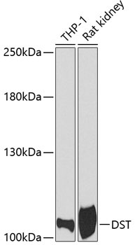 Western blot - DST Polyclonal Antibody 