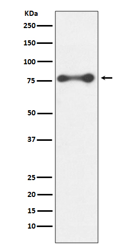 Western blot analysis of PKC delta expression in HeLa cell lysate.