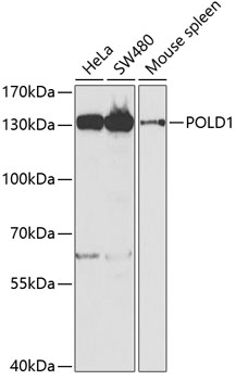 Western blot - POLD1 Polyclonal Antibody 