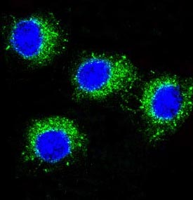 Immunofluorescent analysis of Raw264.7 cells, using NALP3 Antibody.