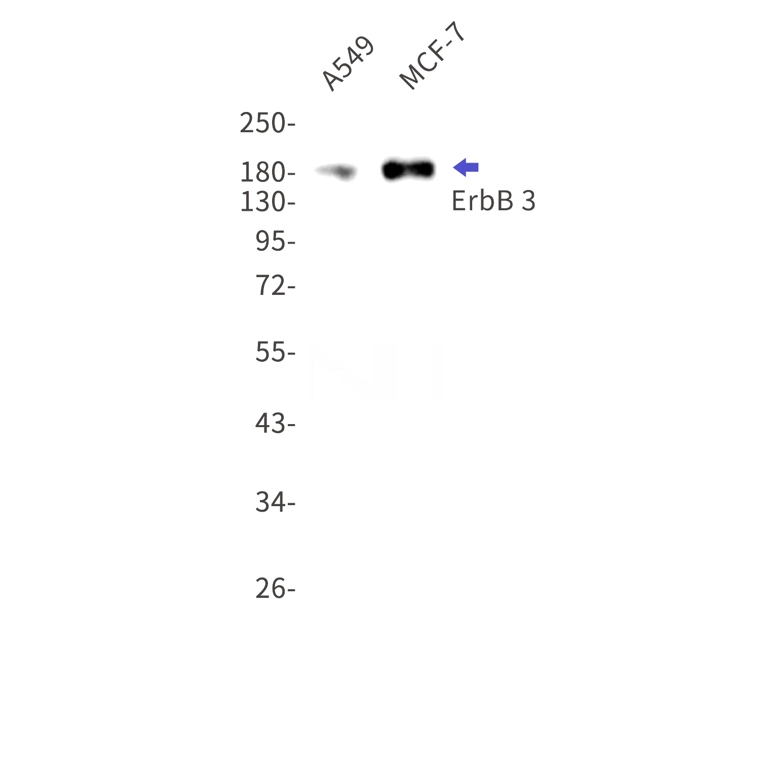 Western blot detection of ErbB 3 in A549,MCF-7 cell lysates using ErbB 3 Rabbit mAb(1:1000 diluted).Predicted band size:148kDa.Observed band size:185kDa.